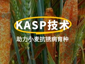 前沿聚焦 | KASP技术助力小麦抗锈病育种:从基因分型到精准选育